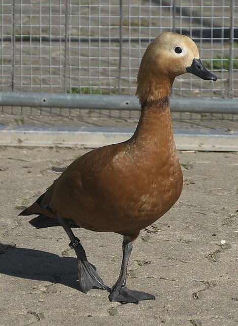 转对AC米